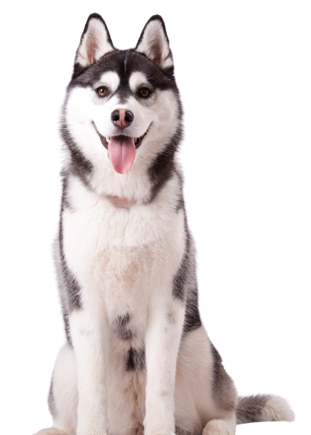 Happy husky dog