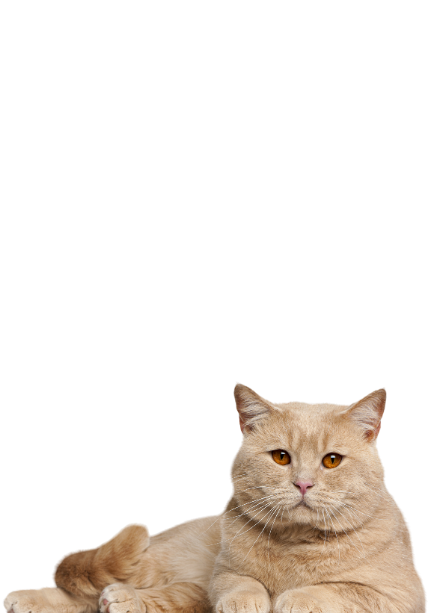 Cat relaxing